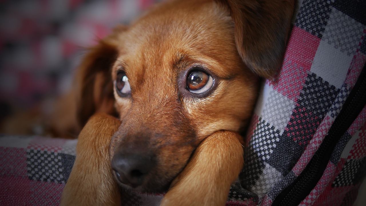 hundelska-Hundpsykolog-NY-bild