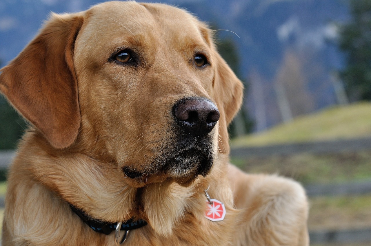 hundelska-Hundträning-NY-bild